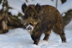 Вирус АЧС снова обнаружен на границе трех районов Волгоградской области