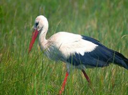 В Волгоградской области подведены итоги года Журавля