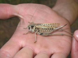 Саранча совсем обнаглела!