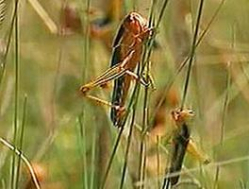 Для борьбы с летучими будут создаваться летучие отряды