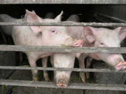 Карантин по АЧС ввели уже в двух районах Волгоградской области