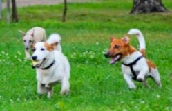 В Волгограде бродячие псы едва не загрызли ребенка В Волгограде бродячие псы едва не загрызли ребенка