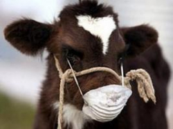 В Волгограде и области ящур не проявился