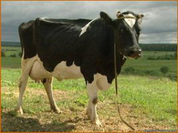 В Волгоградской области выявлен «виртуальный характер» эффективности господдержки животноводства