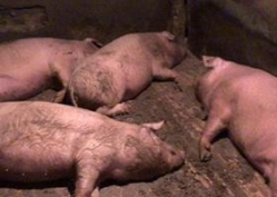 Шестая вспышка АЧС в Волгоградской области: 