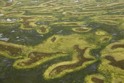 Под Волгоградом  отмечают День болотных угодий