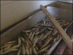 Полицейские прошли по рыбьему следу