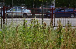 Волгоградскую область «захватила» амброзия