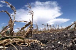 От чего сегодня  зависит рост цен на продовольствие?