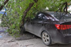 В Волгограде дерево придавило две иномарки