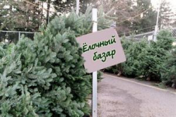 В Волгограде откроют 64 официальных елочных базара