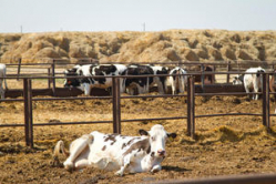 Начинающие волгоградские фермеры получат 193 млн руб на развитие хозяйств