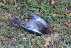 Волгоградские голуби 