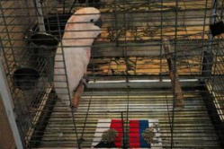 В Волгограде попугая Гошу могут «посадить» на голодный паек