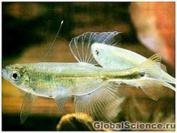 Как самцы рыб ищут путь к сердцу самки?