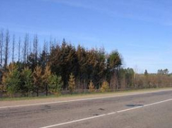 Лесополосы вдоль трасс как метафора с гиперболой