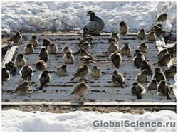 Городские воробьи нашли новое применение сигаретным окуркам