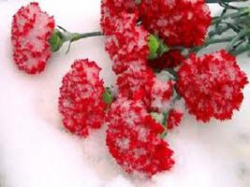 Часть земли по имени «Остров Людникова»