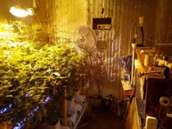 Житель Волжского в трех гаражах выращивал голландскую коноплю