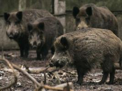 «Свинские деньги» помогут компенсировать ущерб