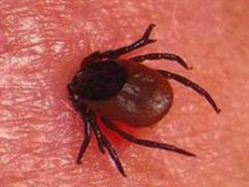 В регионе отмечен первый в этом году случай заболевания конго-крымской лихорадкой 