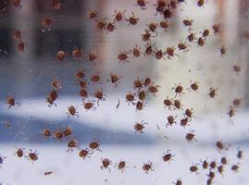 Погодные аномалии стали причиной нашествия опасных клещей Погодные аномалии стали причиной нашествия опасных клещей