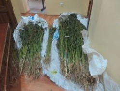 Под Волгоградом мужчина выращивал коноплю в промышленных масштабах Под Волгоградом мужчина выращивал коноплю в промышленных масштабах