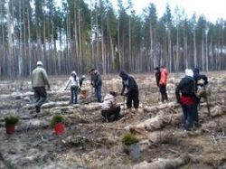 Ключевой вопрос для развития лесного комплекса