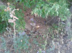 В Волгограде молодая мать выбросила новорожденную дочь в лесу