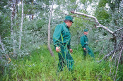 Волгоградским школьникам устроят экскурсии по лесничествам Волгоградским школьникам устроят экскурсии по лесничествам