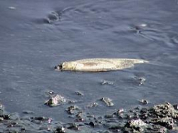 В Волгограде будут судить загрязнителя рек