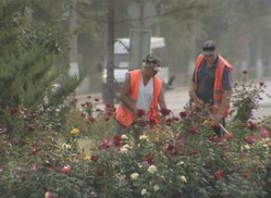 В центре Волгограда ко Дню города обновят цветочные клумбы