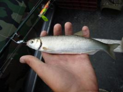 Под Волгоградом незаконно выловили краснокнижную шемаю