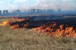 В Волгограде на острове Сарпинский горит лес