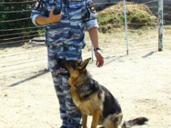 В Волгоградской области собаки раскрыли 1542 преступления В Волгоградской области собаки раскрыли 1542 преступления