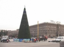В Волгограде начали наряжать главную новогоднюю елку города В Волгограде начали наряжать главную новогоднюю елку города