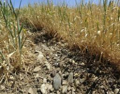 Доля Волгоградской области в снижении прогноза  зерна