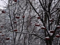Декабрь принесет в Центральный регион неустойчивую погоду