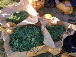 В Волгоградской области сотрудники ДПС остановили «Ниву», груженную марихуаной
