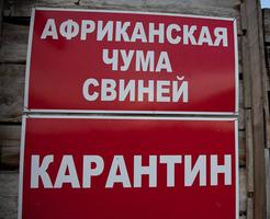 За уничтоженных свиней волгоградским фермерам выплатят 15 миллионов За уничтоженных свиней волгоградским фермерам выплатят 15 миллионов