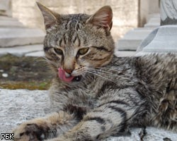 Кошка похитила у своей хозяйки ювелирных украшений на 90 тыс. руб. Кошка похитила у своей хозяйки ювелирных украшений на 90 тыс. руб.