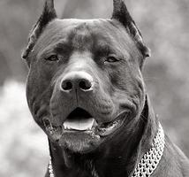 В Волгограде бойцовский пес загрыз женщину